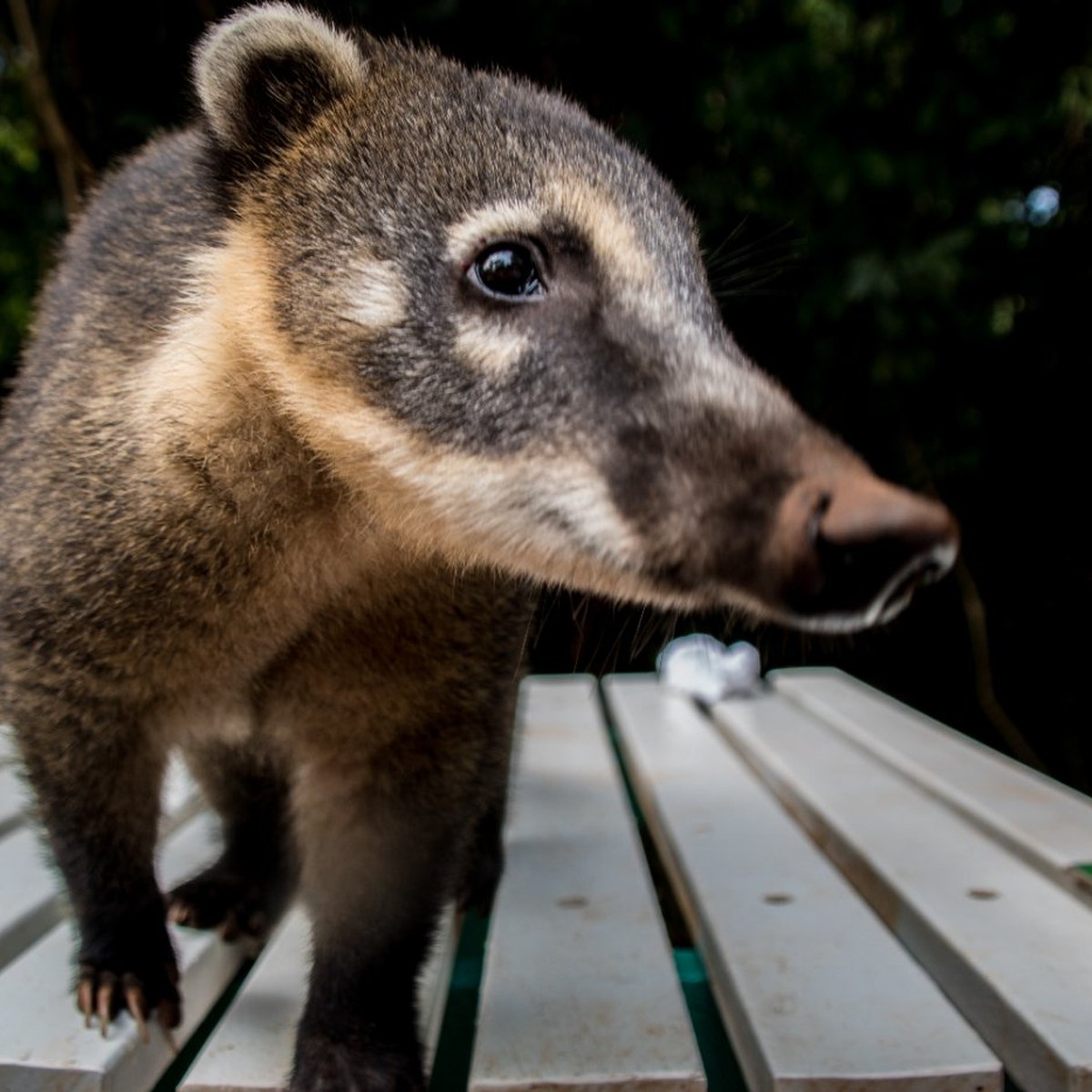Coatí (Nasua nasua) en el Parque Nacional Iguazú